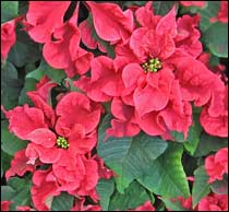 'Cauousel' Poinsettia