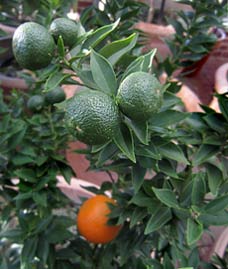 Citrus aurantium var. myrtifolia 'Chinotto'