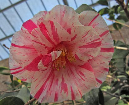 Camellia japonica 'Descanso'