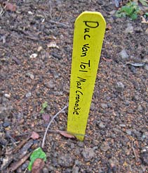 Marker for Duc van Tol tulip 