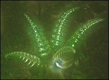 glass by Dale Chihuly