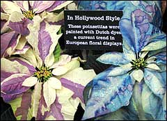 Dyed ponsettia display