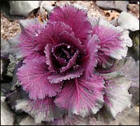 Ornmental Cabbage