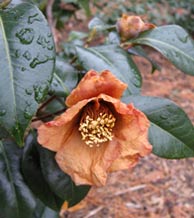 Camellia japonica 'Spring's Promise'