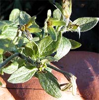 Surfina 'Pink Vein' Petunia
