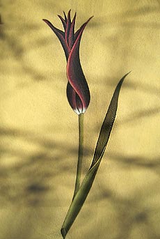 tulip mural in Ottoman Garden