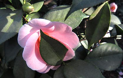 Camellia japonica 'Claudia Lee'