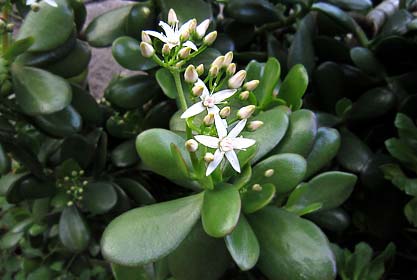 Jade plant in bloom