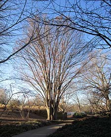 Zelkova tree in winter