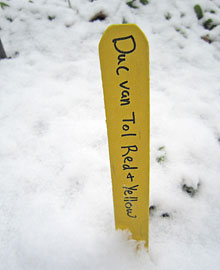 Duc can Tol Red and Yellow