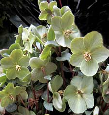 Hellebores