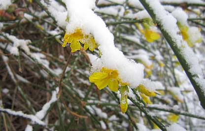Winter Jasmine