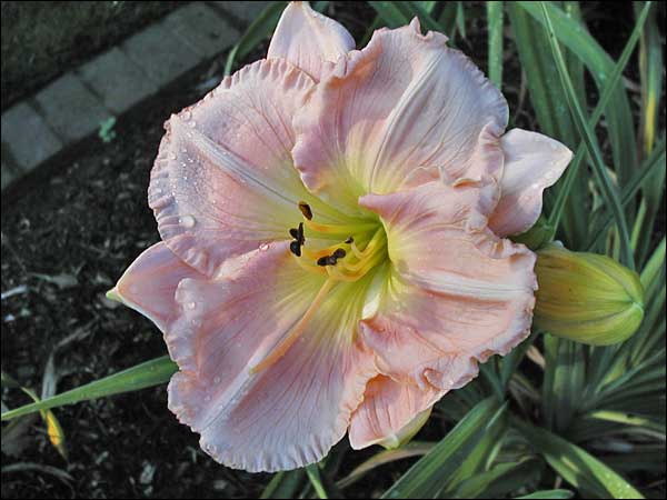 'Bellerive Belle'