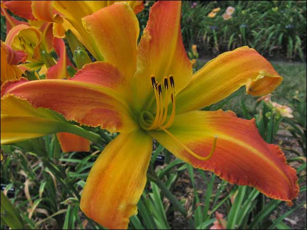 'Watson Park Tempest'