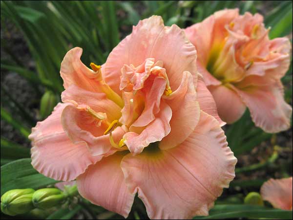 'Siloam Double Classic'