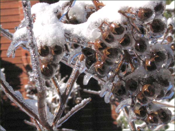 Crape Myrtle seed pods