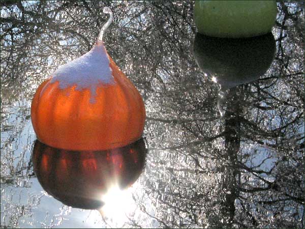 Chihuly ice-capped 'Walla Walla'