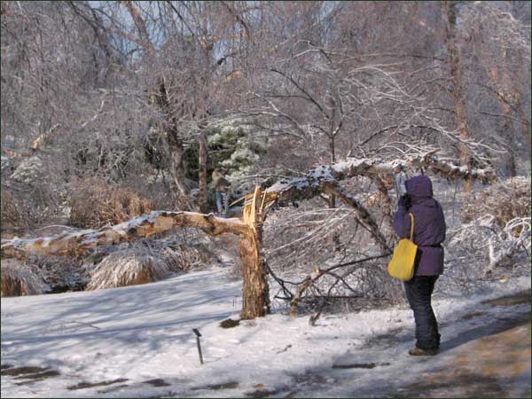 Ice-damaged river birch