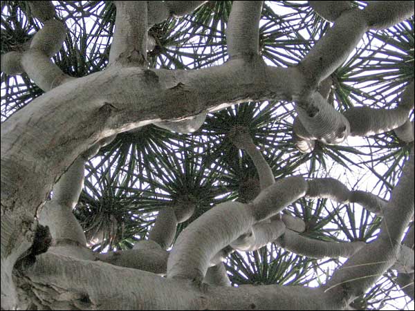 Dragon Tree