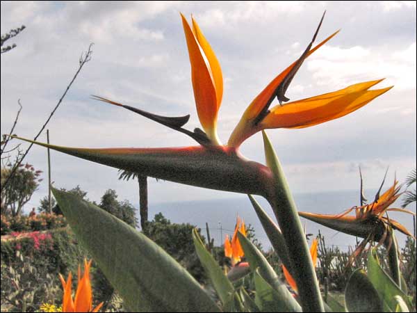 Bird of Paradise
