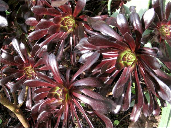 Pinwheel Plant