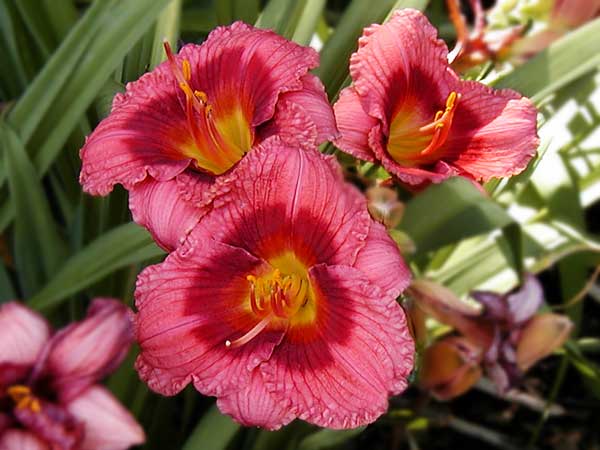 Gateway Gold Daylily