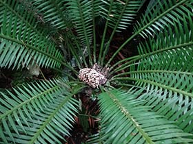 Cycad