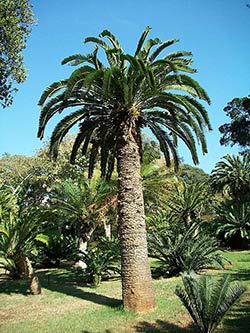 Cycad Encephalartos wodii  -- Purves, M. [GFDL (http://www.gnu.org/copyleft/fdl.html) or CC BY-SA 3.0 (http://creativecommons.org/licenses/by-sa/3.0)], via Wikimedia Commons 
